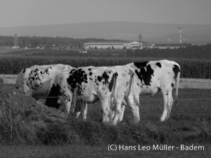 Landwirtschaft